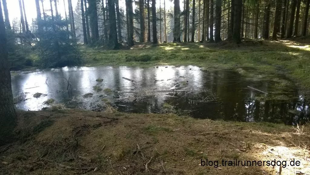 Trailrun im Soonwald 