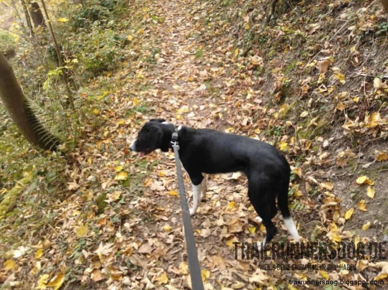 burgpfad-kobern-2014-06