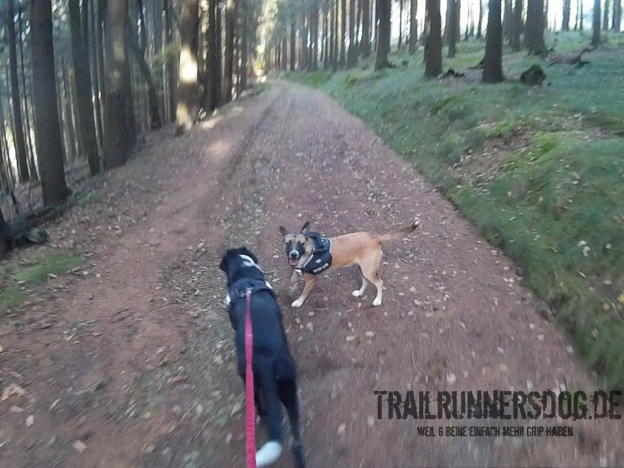 Trail Running mit Hund