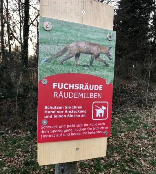 Fuchsräude beim Hund