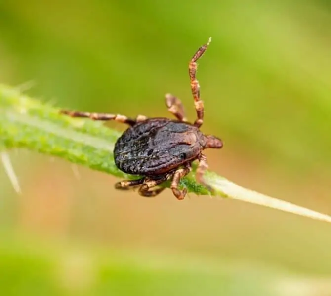 Riesenzecke Hyalomma marginatum